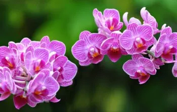 Top 10 Flores mais Bonitas do Brasil Top 10 Flores mais Bonitas do Brasil