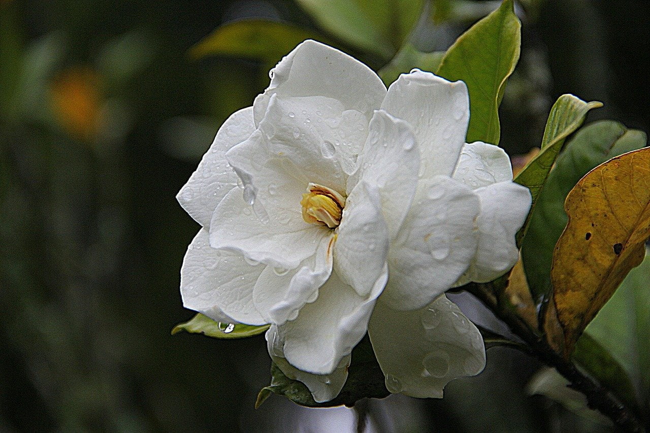 Flor - Gardenia