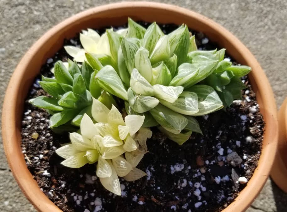 foto Haworthia Cuspidata Variegata