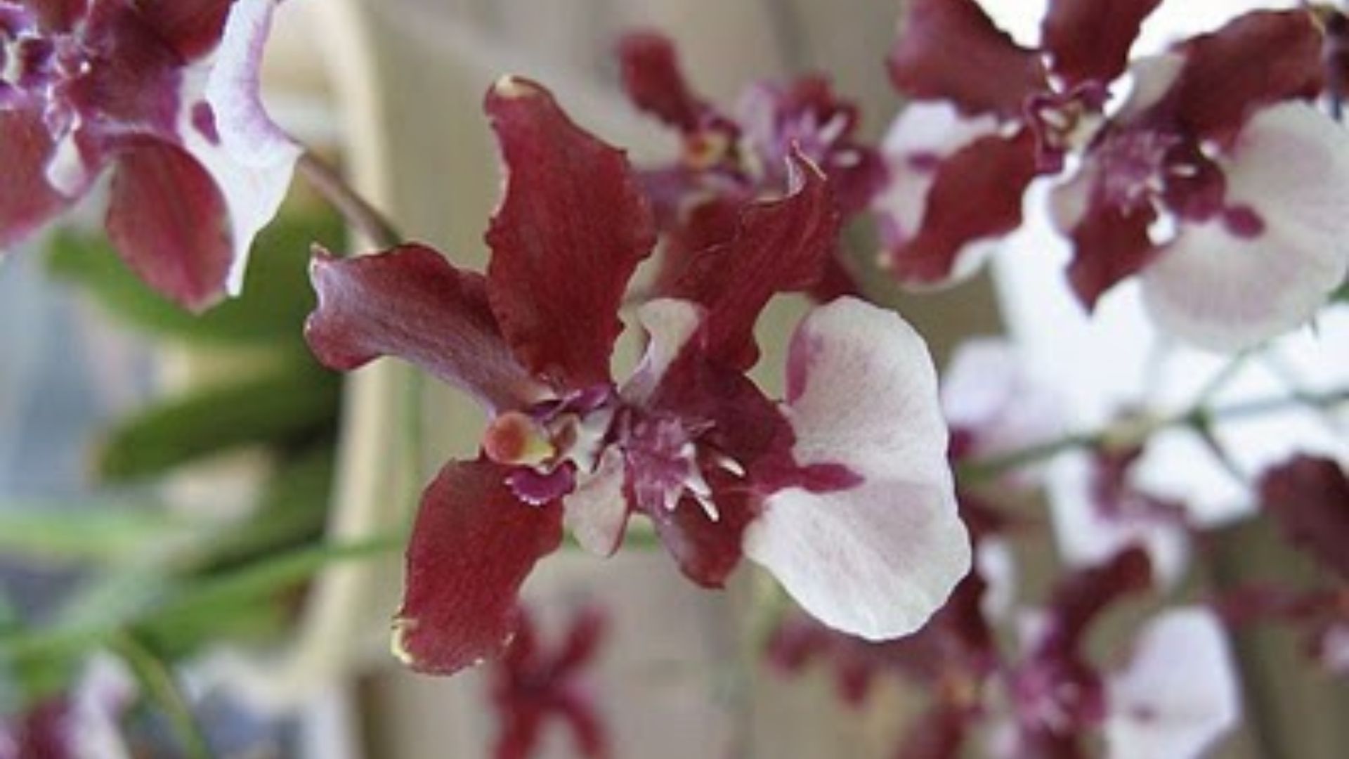 caracteristicas-orquidea-chocolate