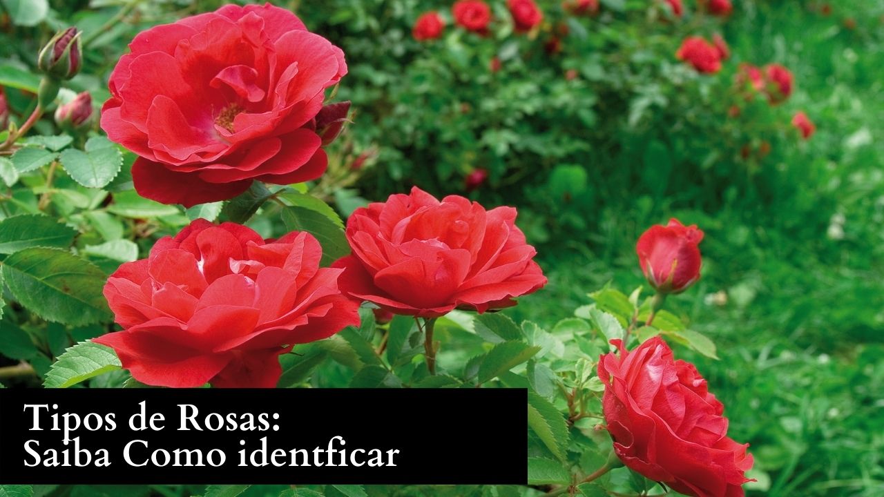 Tipos de rosas: Saiba como Identificar cada uma