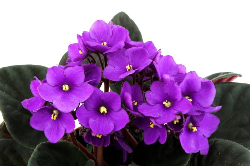 Como Cultivar Violetas - Dicas fundamentais para o Cultivo