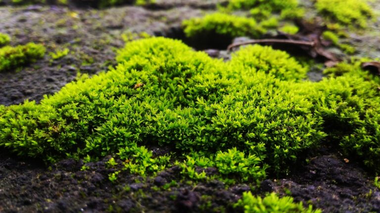 Como Cuidar De Musgo No Jardim Casa E Terrário Verde Na Web 3247