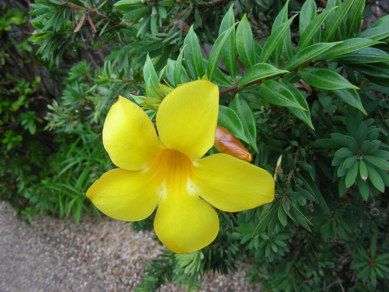 flor alamanda