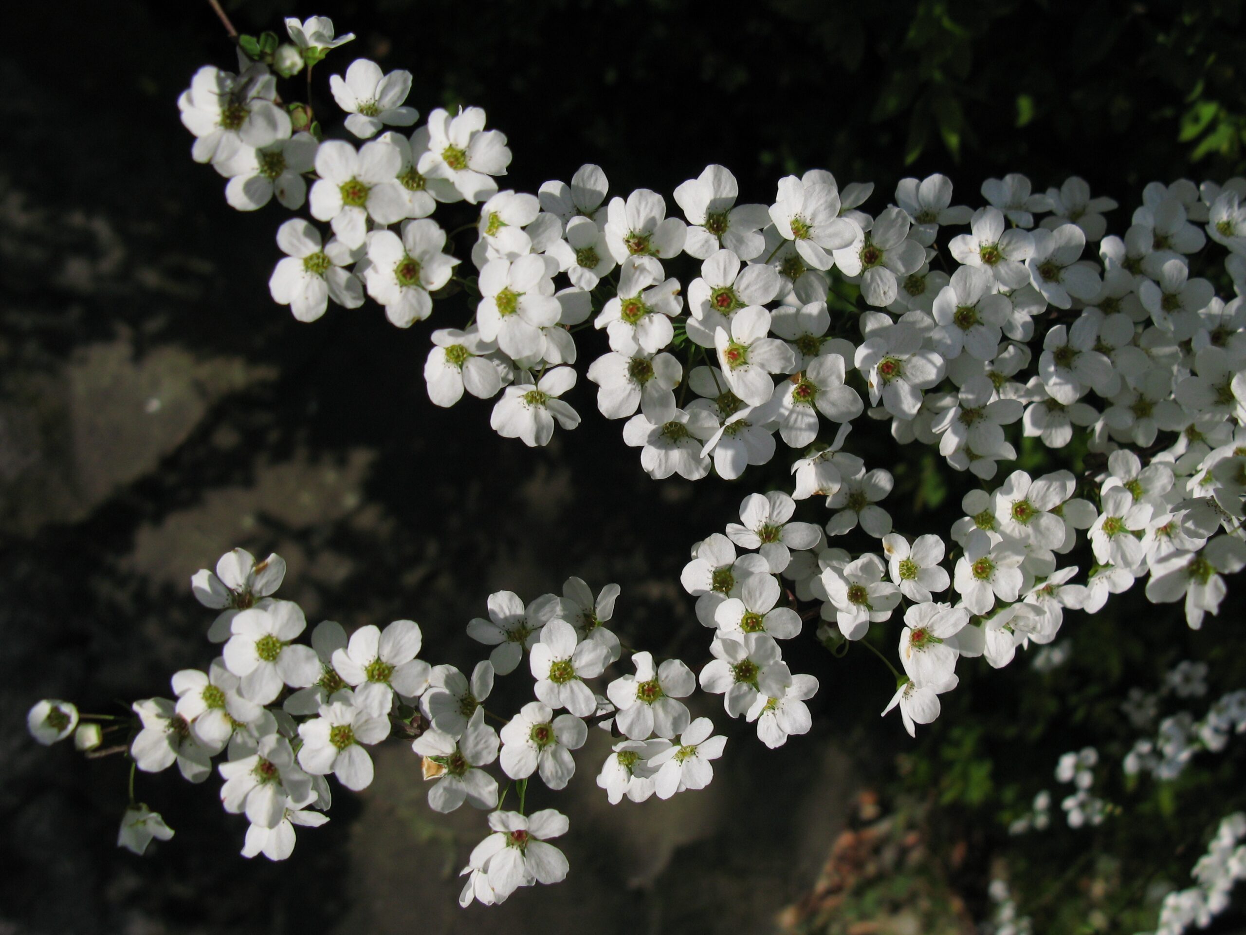 Flor de Alisso