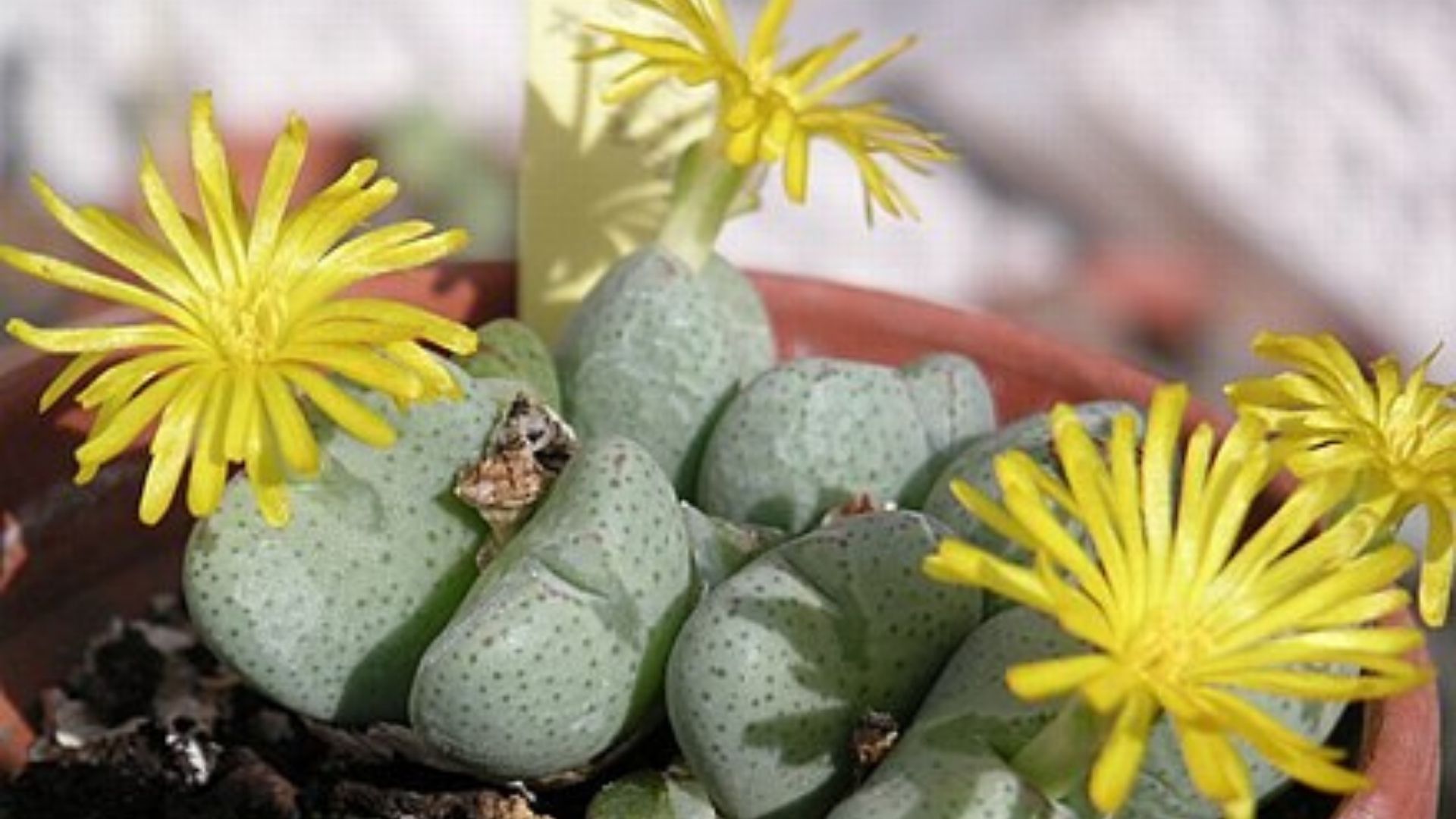 suculenta rara Conophytum globosum