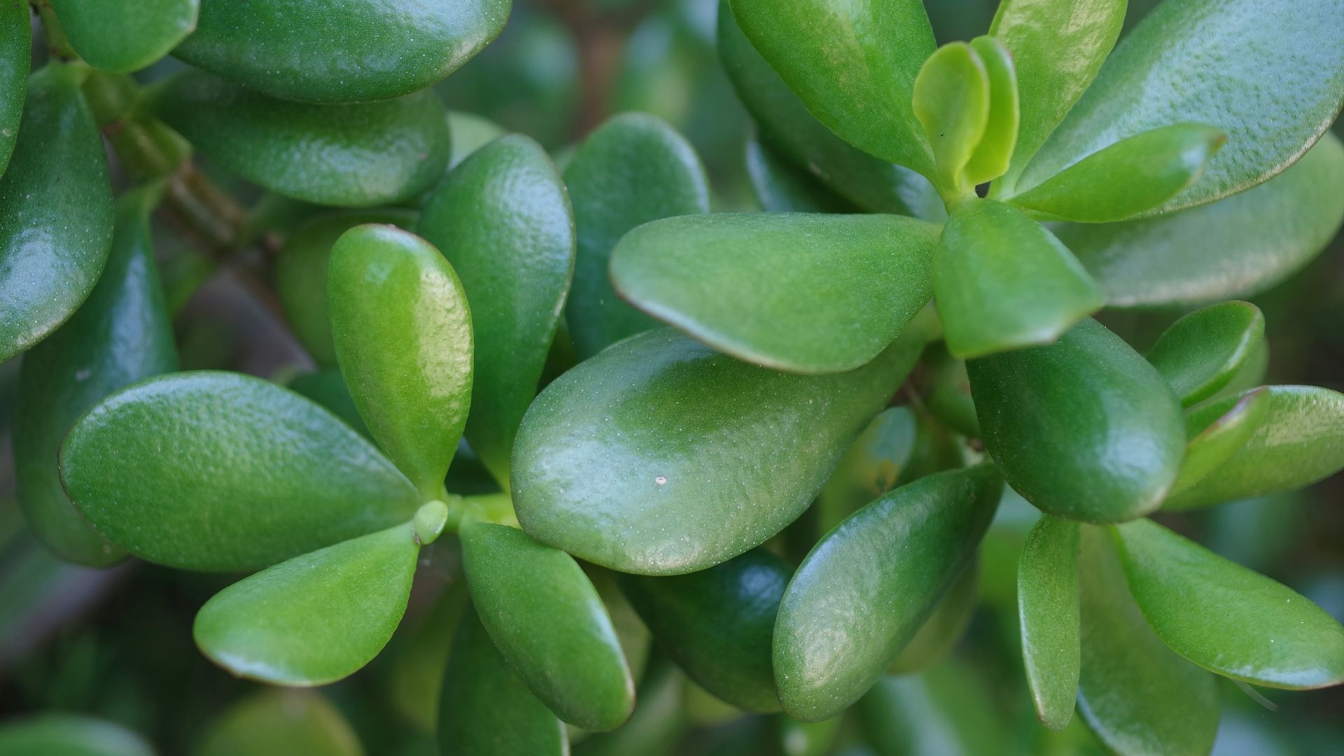 Jade plant curly leaves