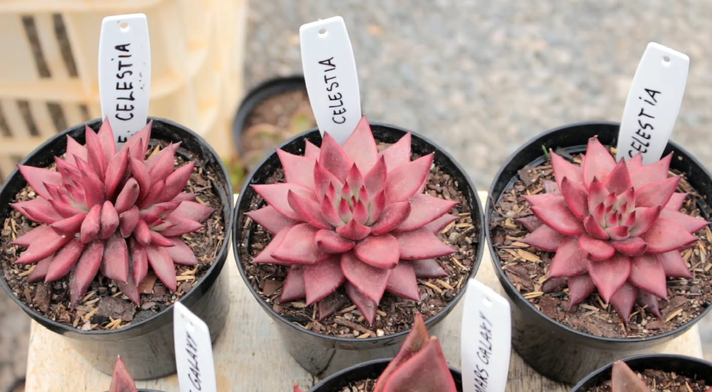 foto-echeveria-agavoides-celestia-vasinhos