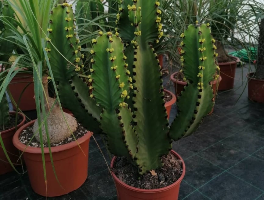 Exemplar de Candelabro ou Euphorbia ingens