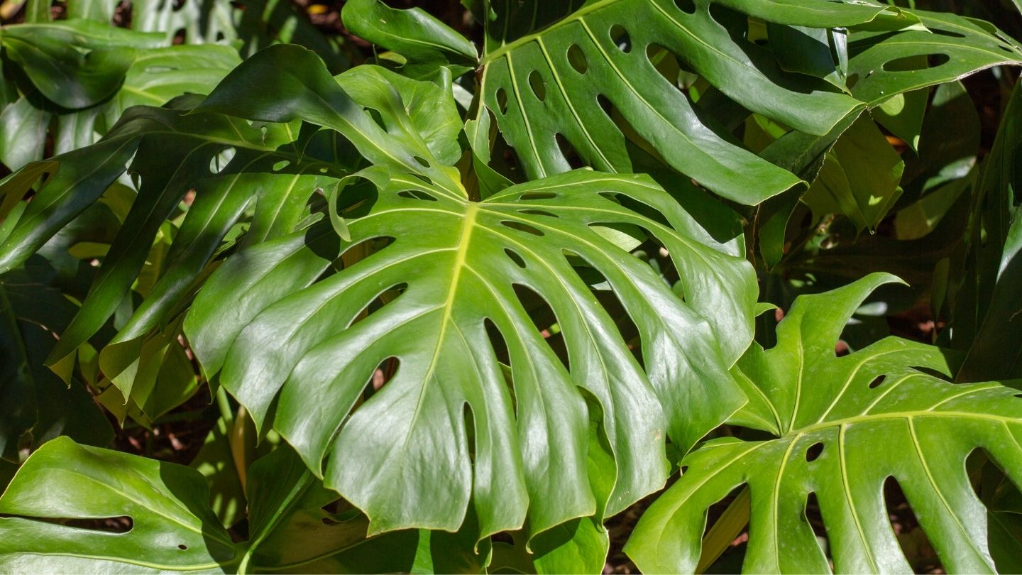 Plantas de Folhas Grandes: Como Cuidar e 5 Espécies - Verde na Web