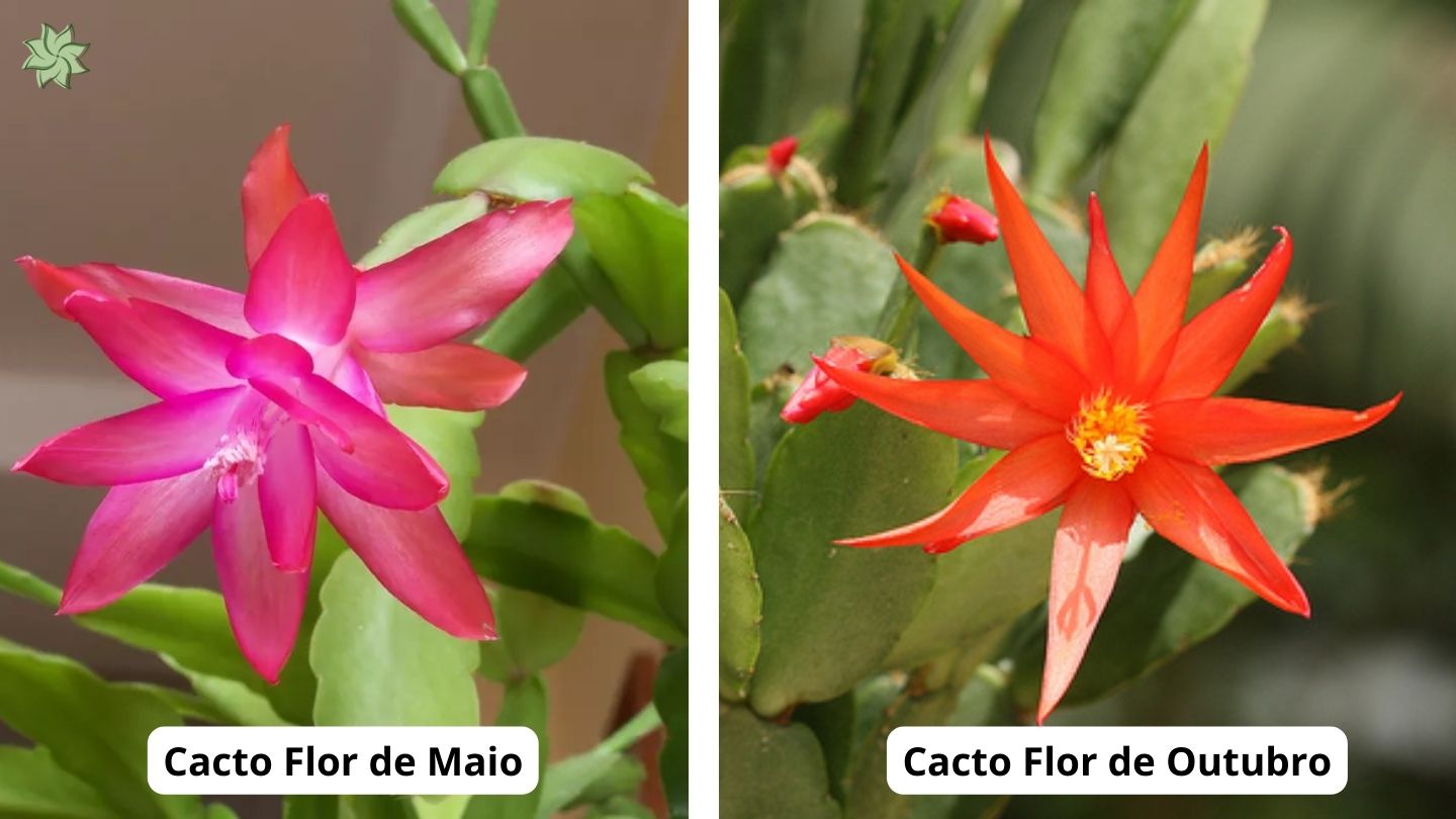 cacto flor de maio e outubro