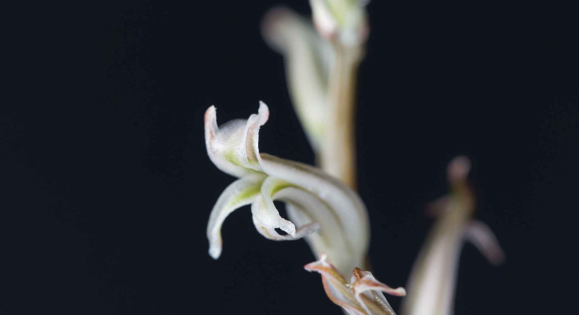 Haworthia cymbiformis - Fonte: @weisschr via Canva
