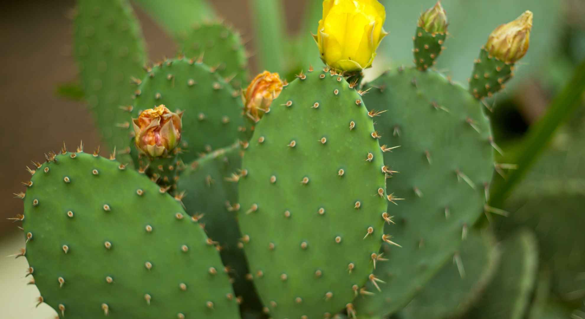 Opuntia-humifusa - Fonte: @annababii via Canva