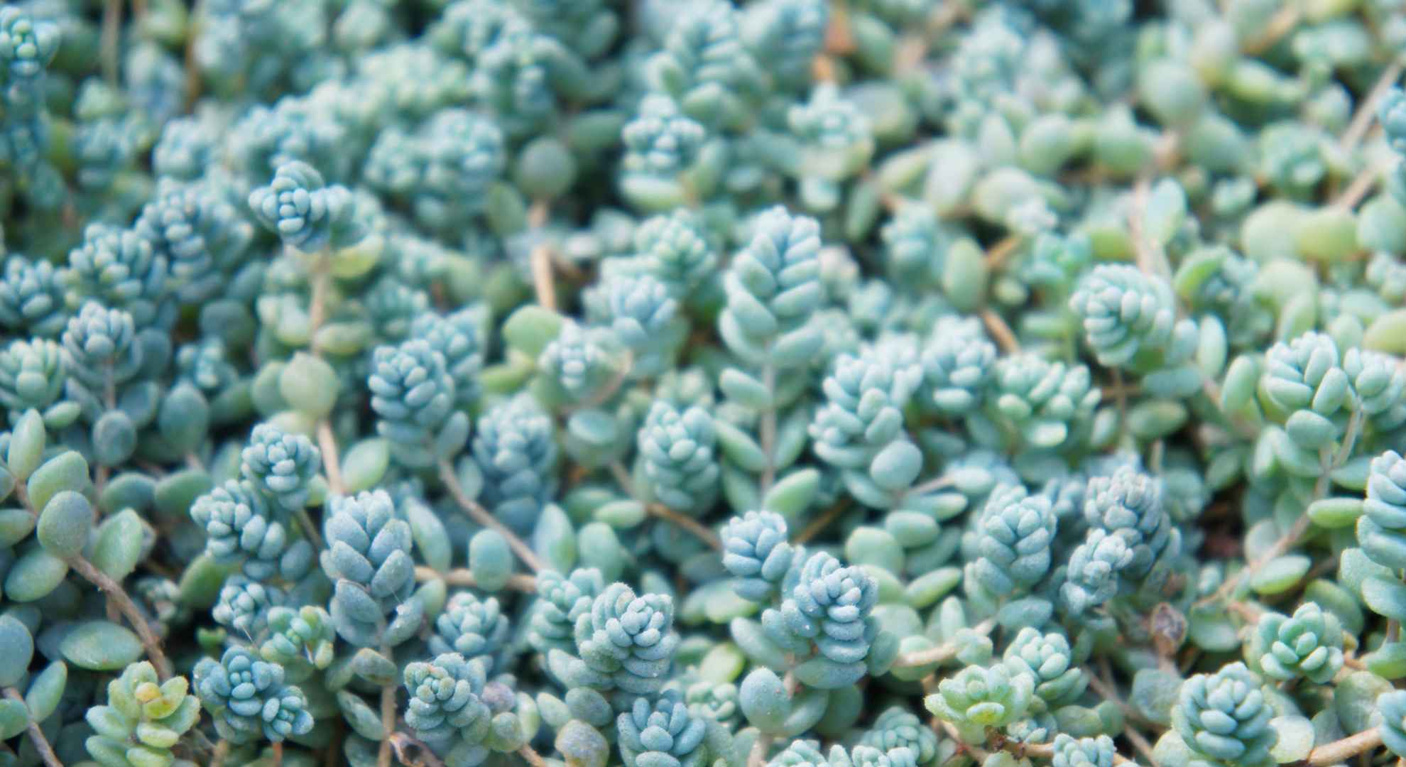 Sedum dasyphyllum - Fonte: @Skymoon13 via canva