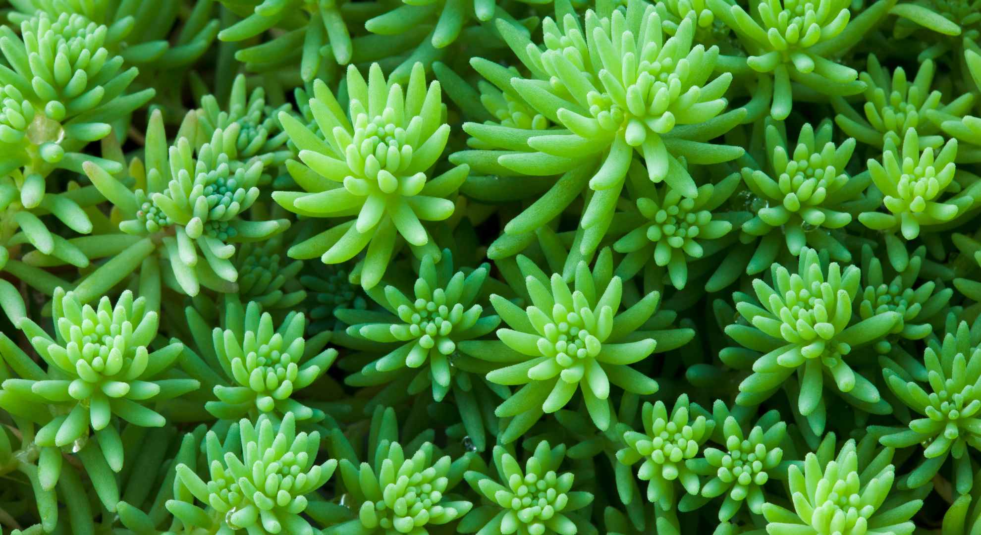 Sedum rupestre - Fonte: @Gyro via Canva