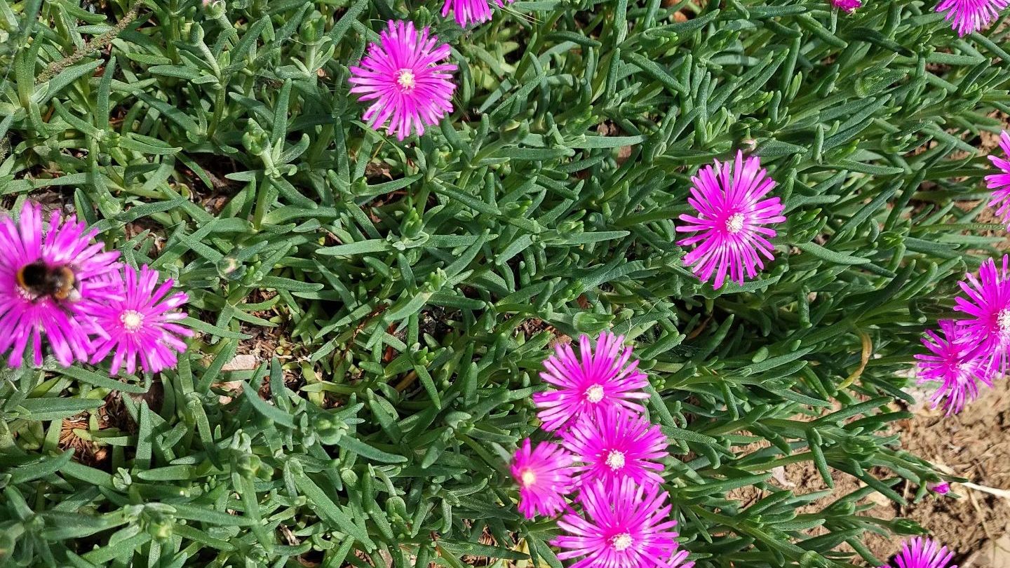 Delosperma