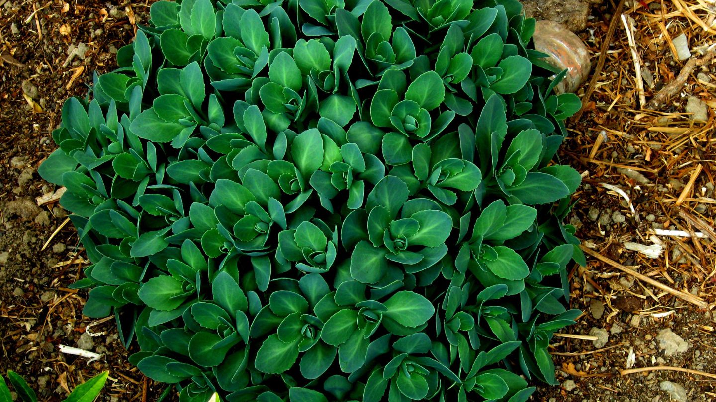 suculenta - Sedum spectabile (Pedra-viva)