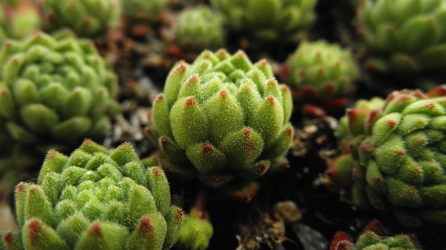 suculenta - Sempervivum (Sempre-viva)