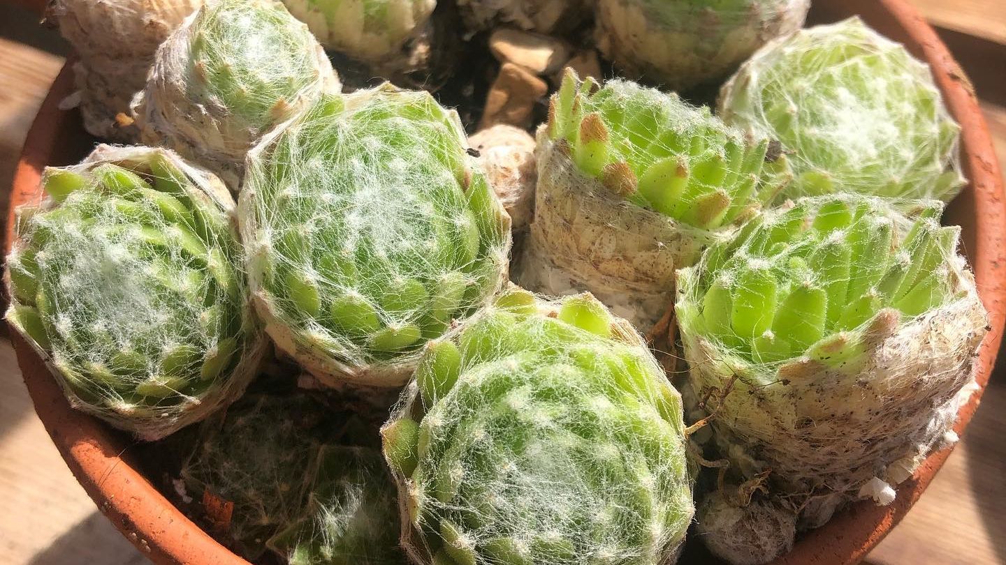 suculenta-Sempervivum arachnoideum