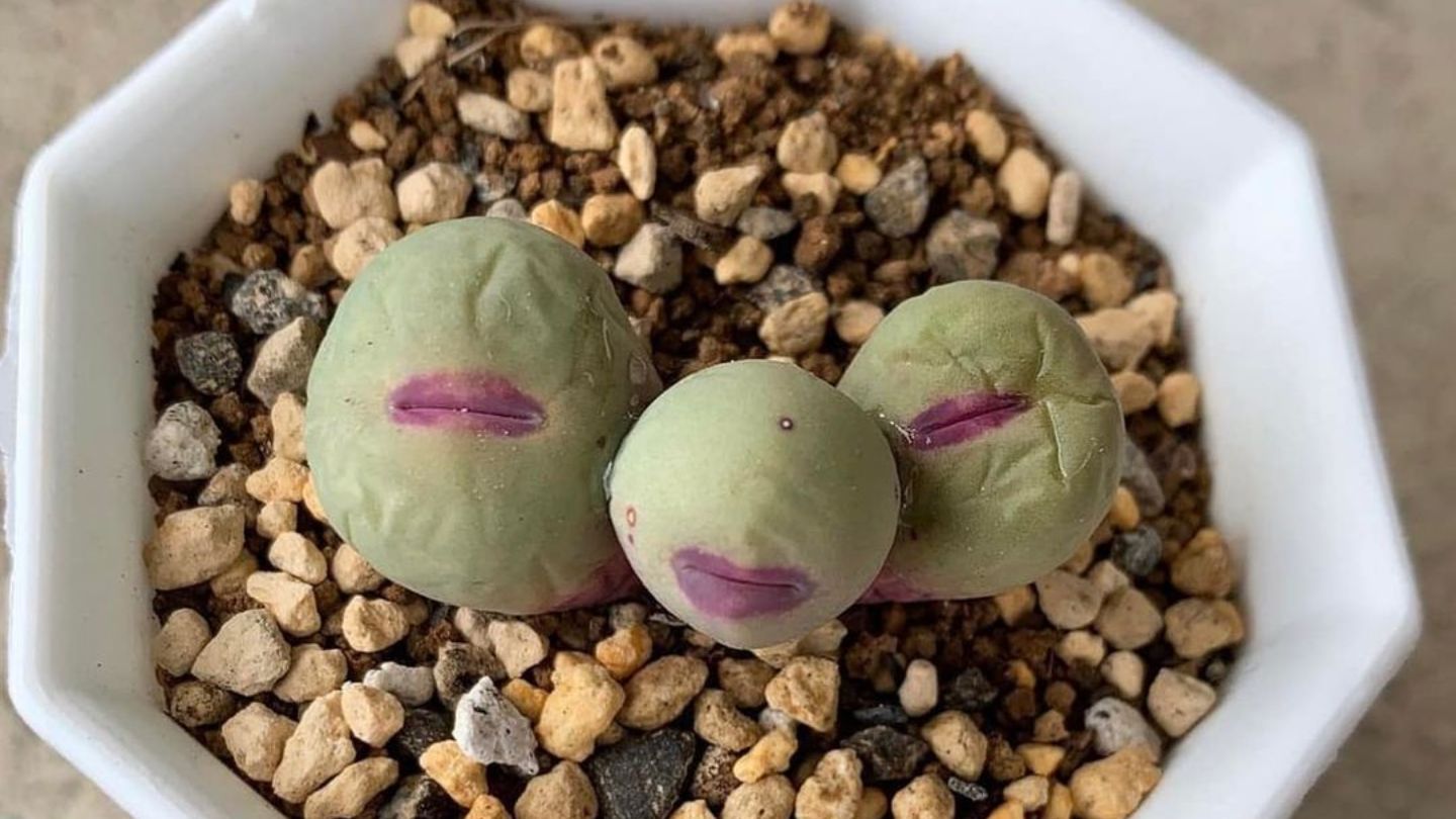 img - Conophytum Pageae - 3