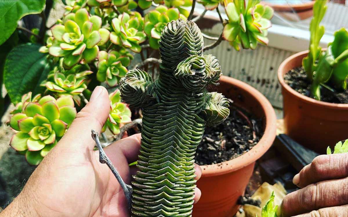 Buddah's Temple - Fonte: Instagram - succulentis_cactus