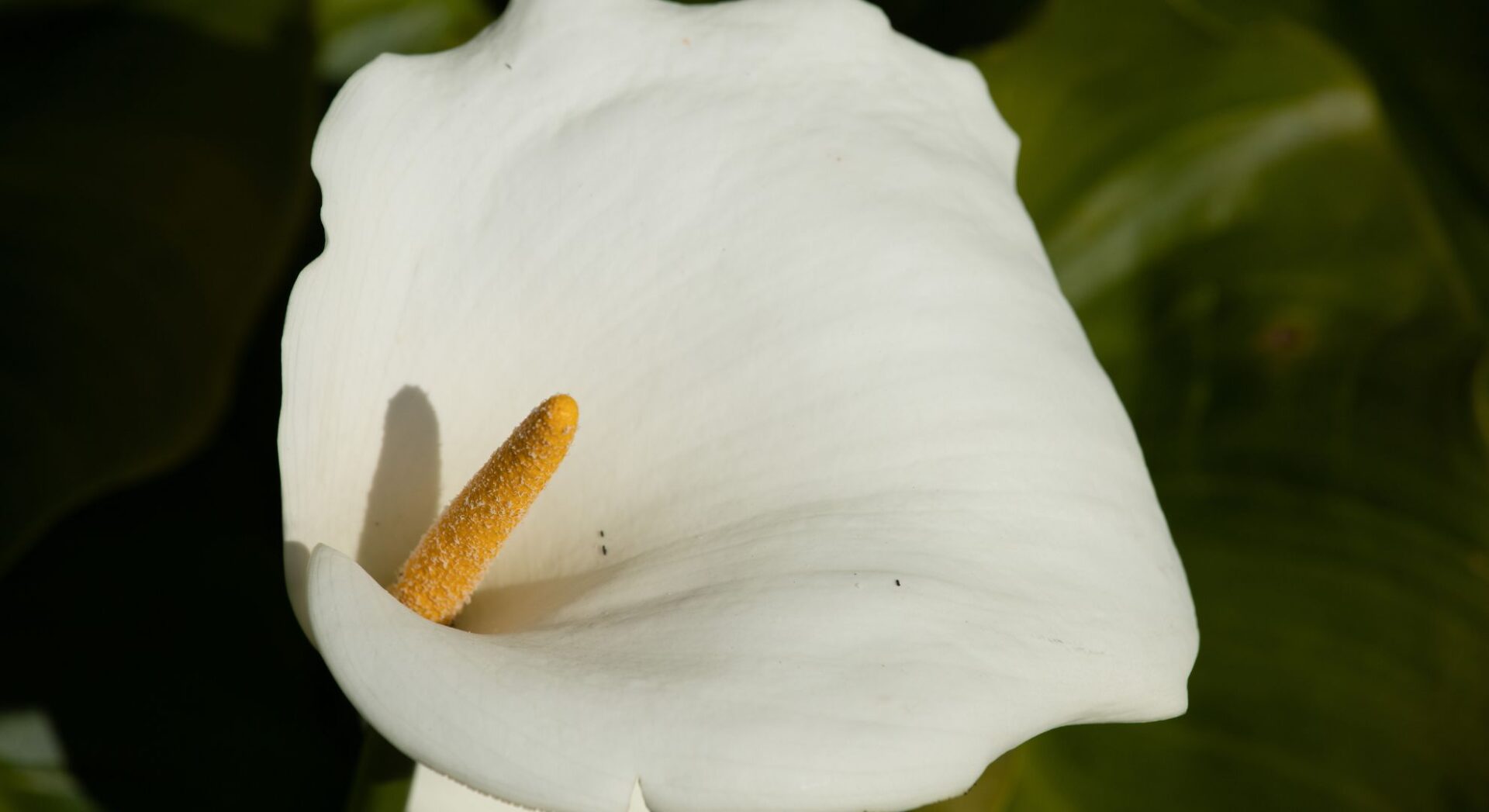 Calla lily - Fonte: Simão Moreira de Pexels via Canva