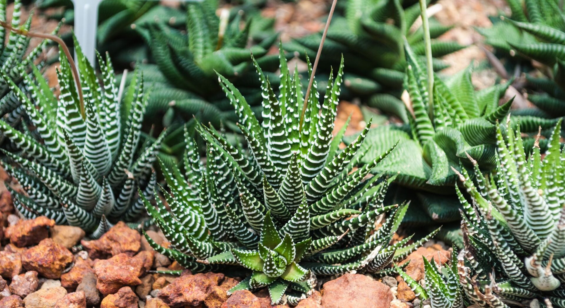 Haworthia Attenuata - Fonte: Tamonwan Amornpornhaemahiran via Canva