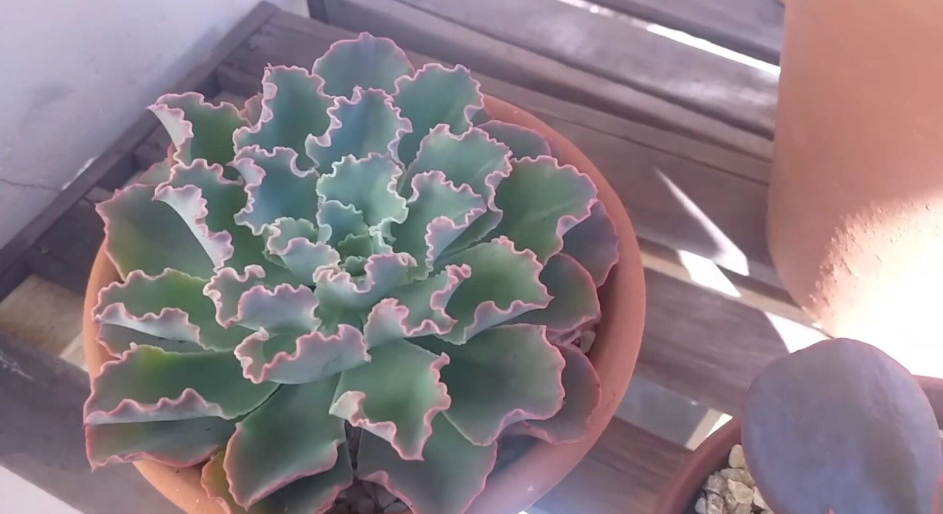 Echeveria Blue Waves - Fonte: suculentas da amora amora via Youtube