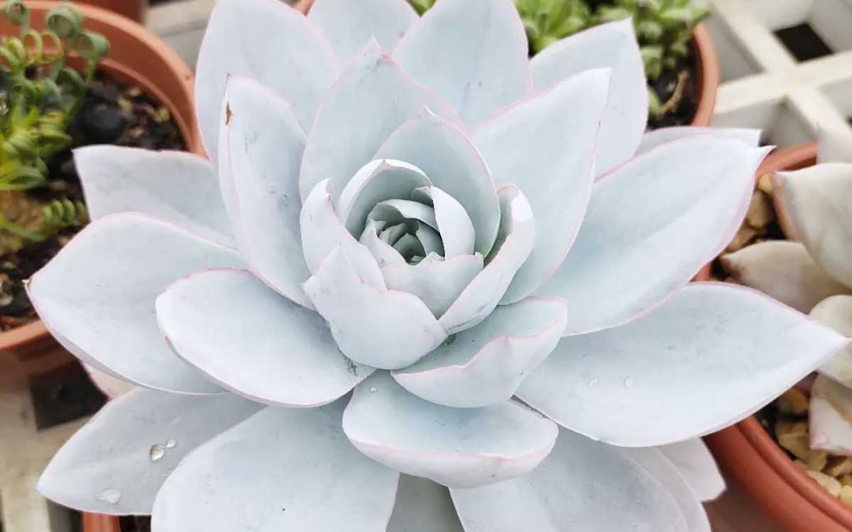 Echeveria Cante Grande - Fonte: quintal_da_mamis