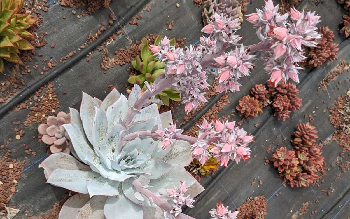 Flor da Echeveria Cante - Fonte: maestrocactus