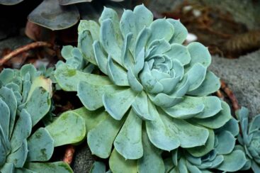 Echeveria Elegans: A Beleza da Bola de Neve Mexicana