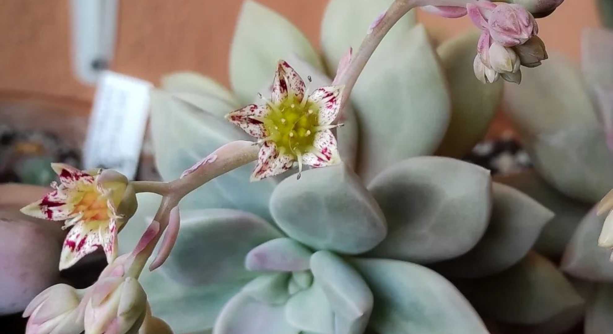 Suculenta Victor kane floração - fonte: clorofilando.roby via instagram