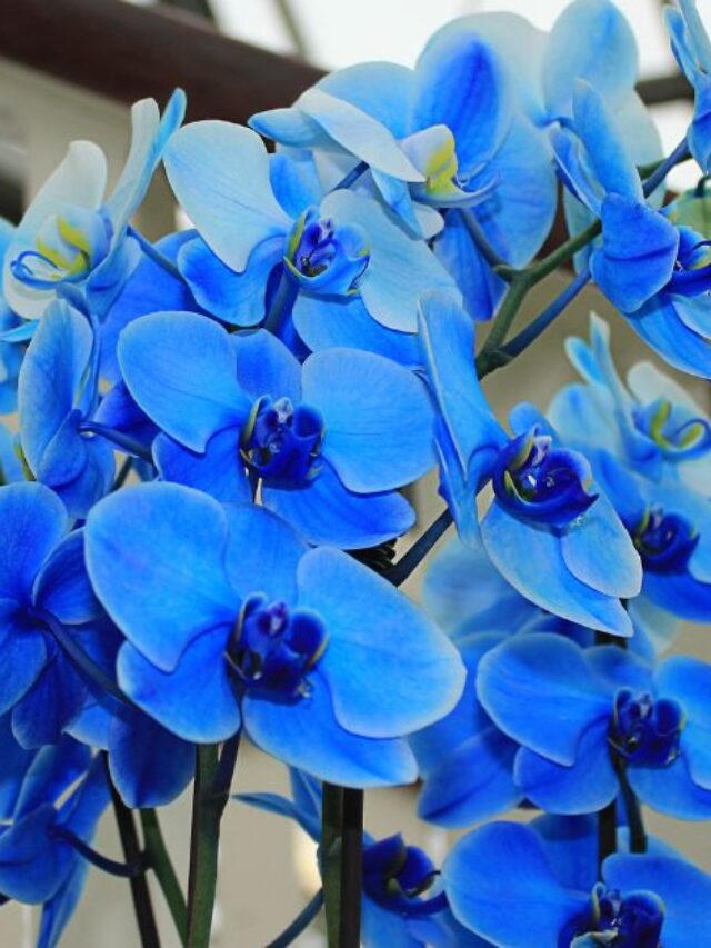 Orquídea Azul: O Segredo por trás da Flor Azul