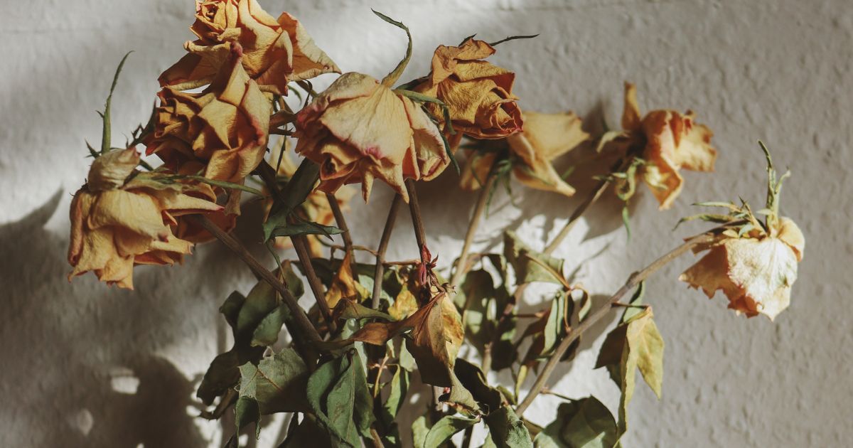 Planta morrendo - Fonte: Laura Meinhardt de Pexels via Canva