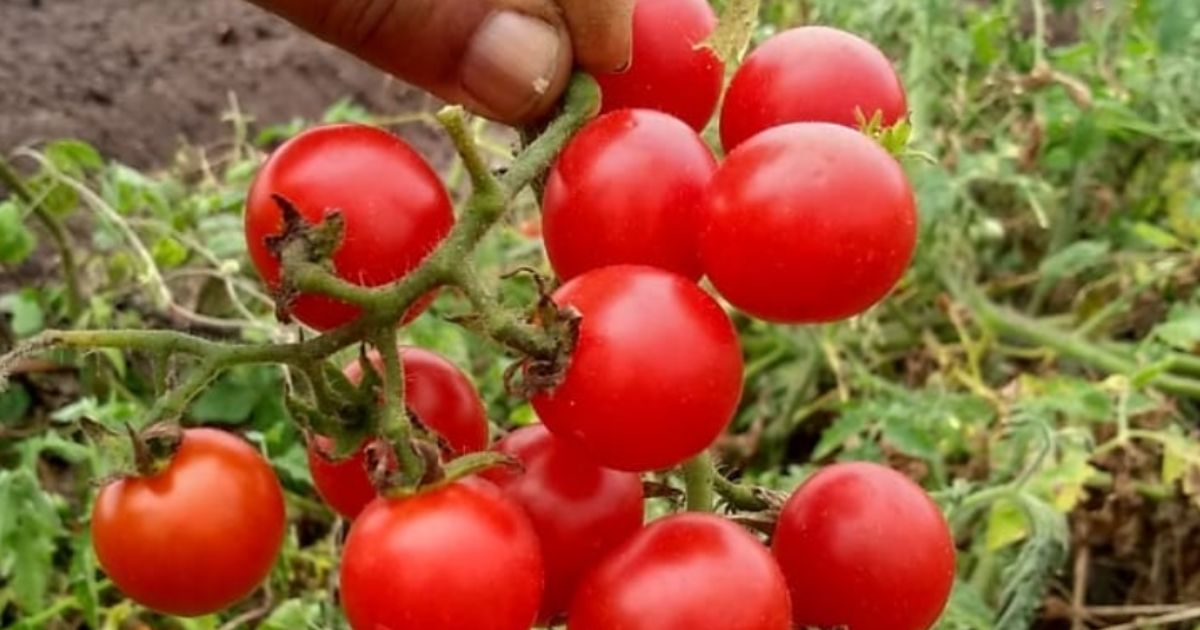 tomate cereja - fonte: @toca_das_corujas via Instagram