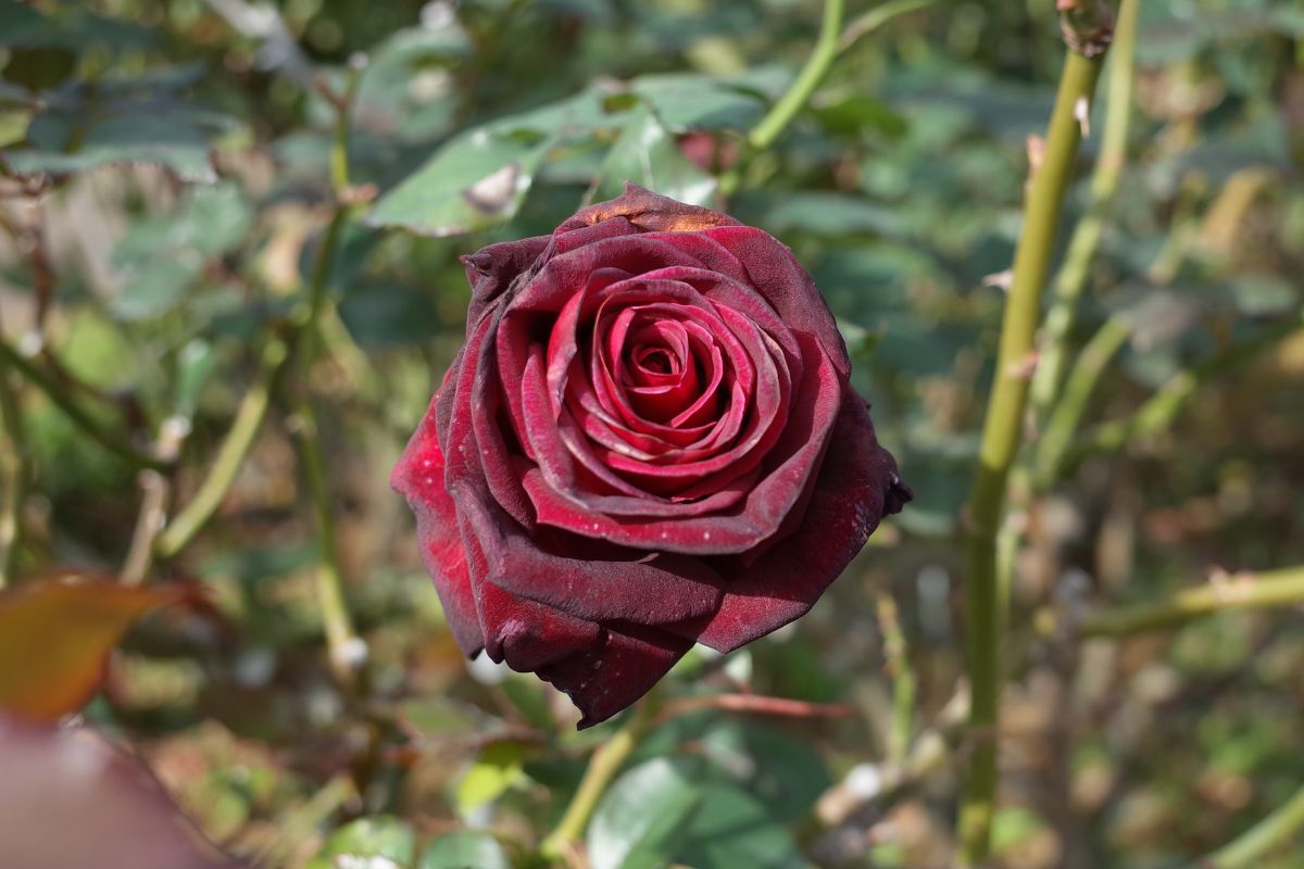 Rosa 'Black Baccara' - Fonte: Masterchefnobu via Canva