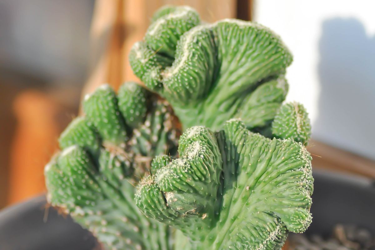 Euphorbia lactea - Fonte: Jobrestful via canva