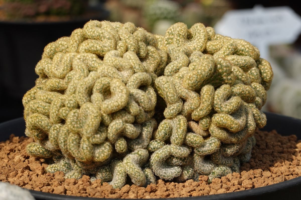 img - Mammillaria elongata 'Cristata' - Fonte: Shinpanu Thamvisead via Canva