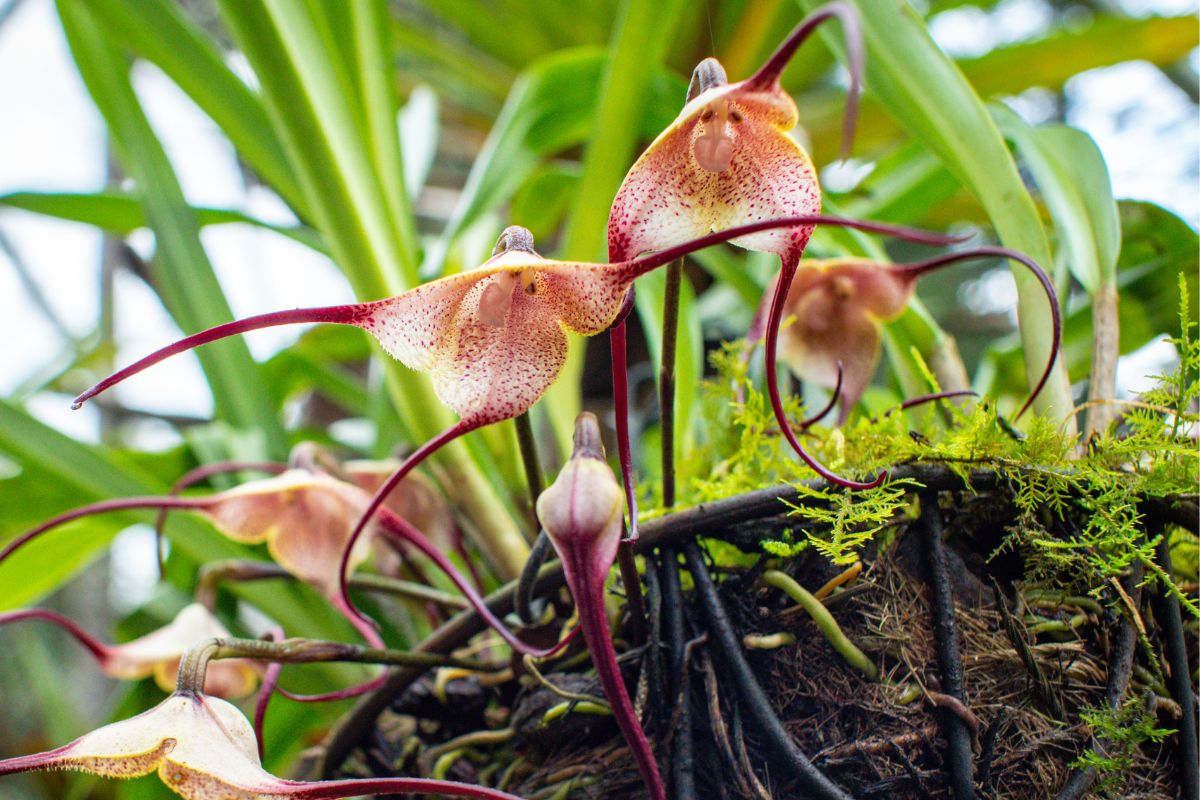 Orquídea-drácula - Fonte: Wirestock via Canva