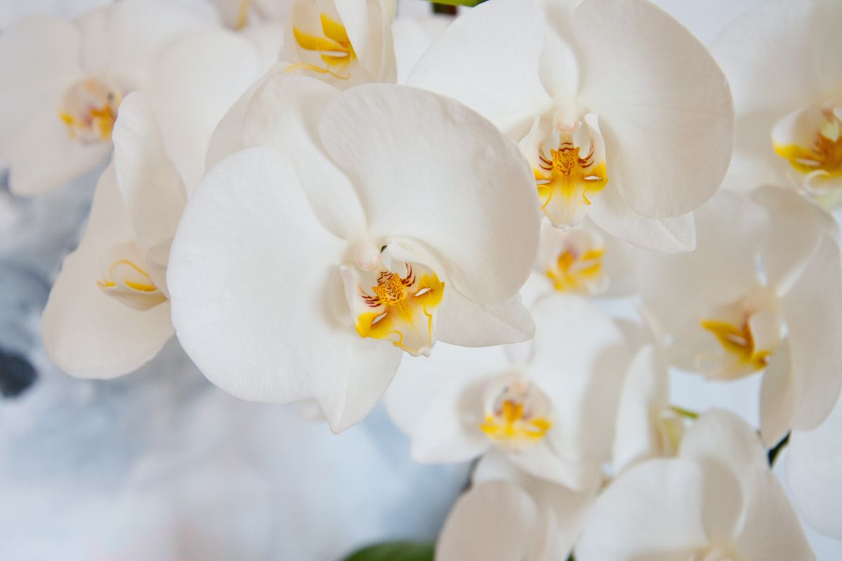 Phalaenopsis branca