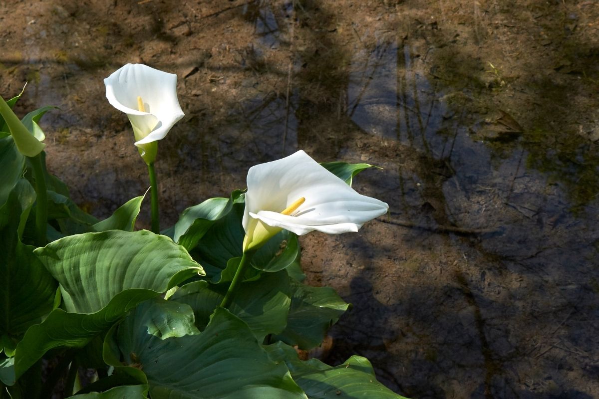 img - Zantedeschia Aethiopica - fonte: GettyImages via Canva