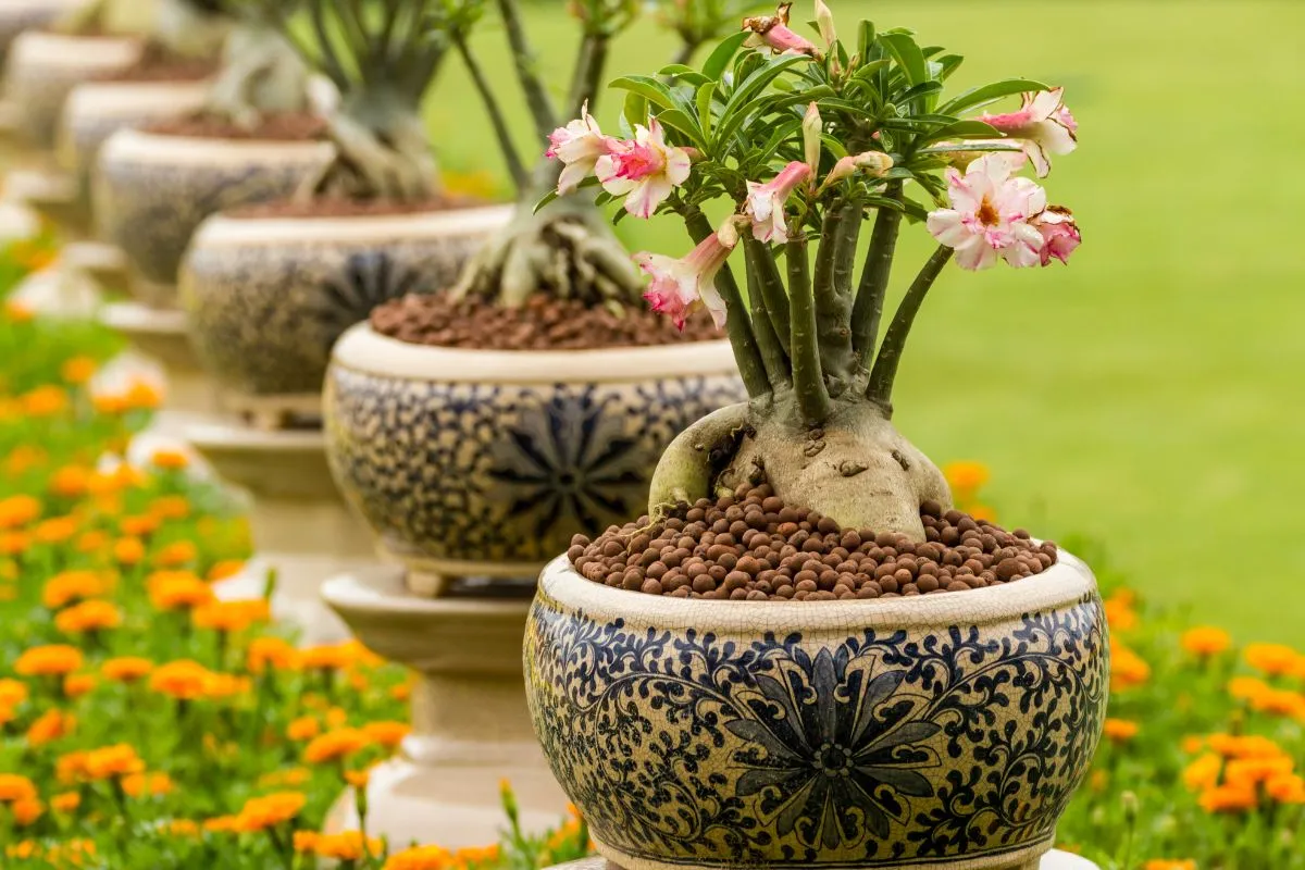 im - cultivo da rosa do deserto - fonte: lavoview via canva
