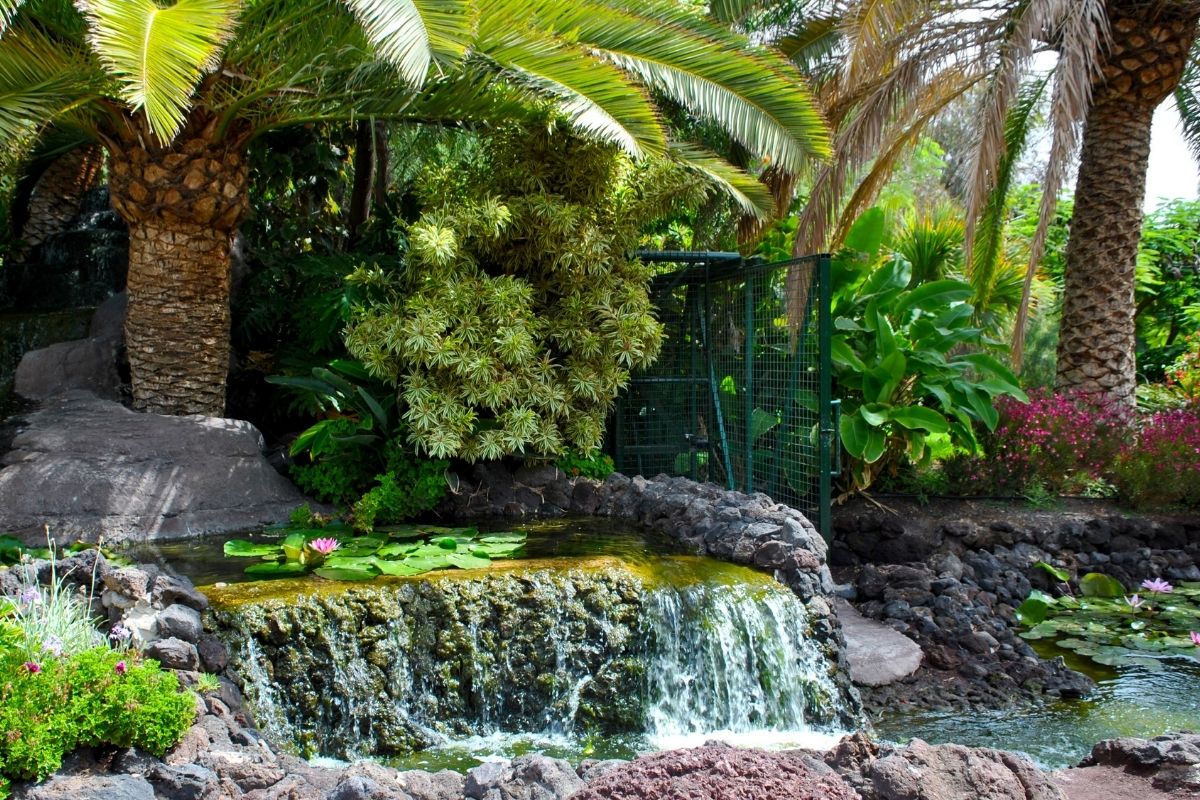 img - jardim aquático - fonte: GettyImages via Canva