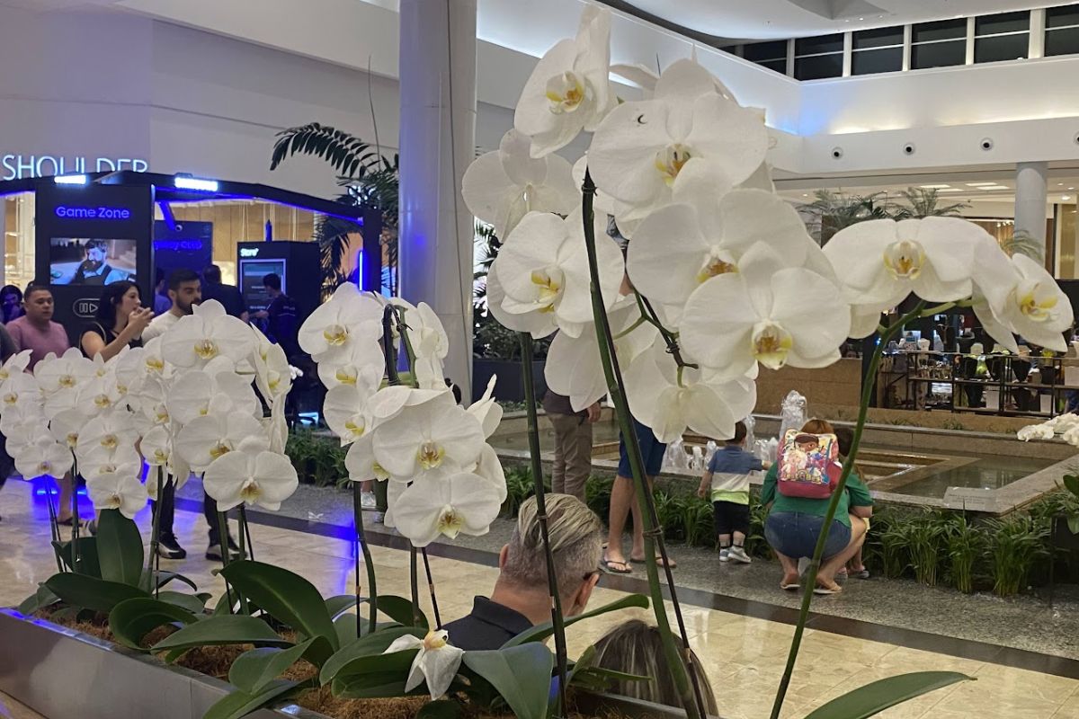 Orquídeas brancas - Fonte: VerdenaWeb