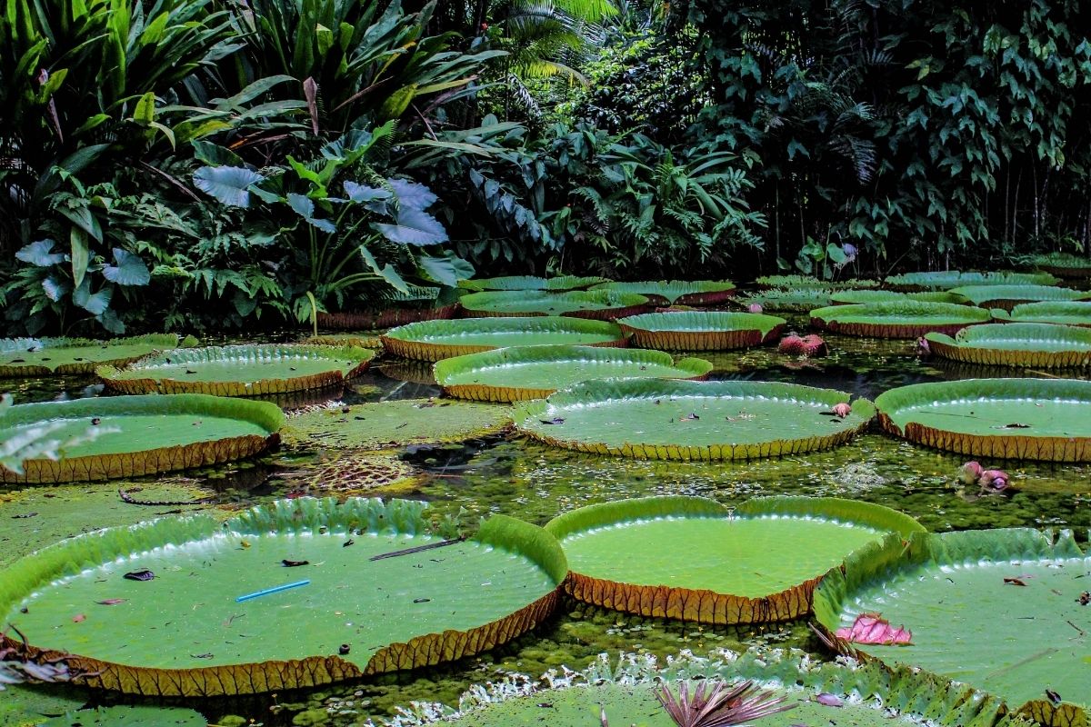 img - vitoria regia - fonte: GettyImages via Canva