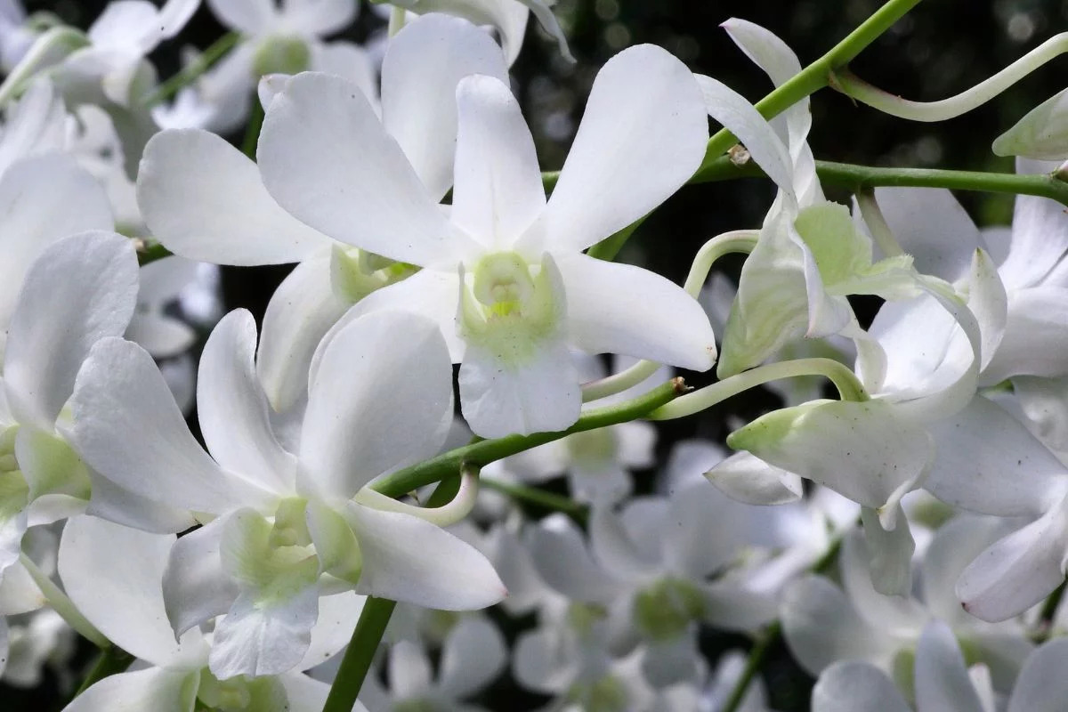 Dendrobium Branca Fonte: Gettyimages via Canva