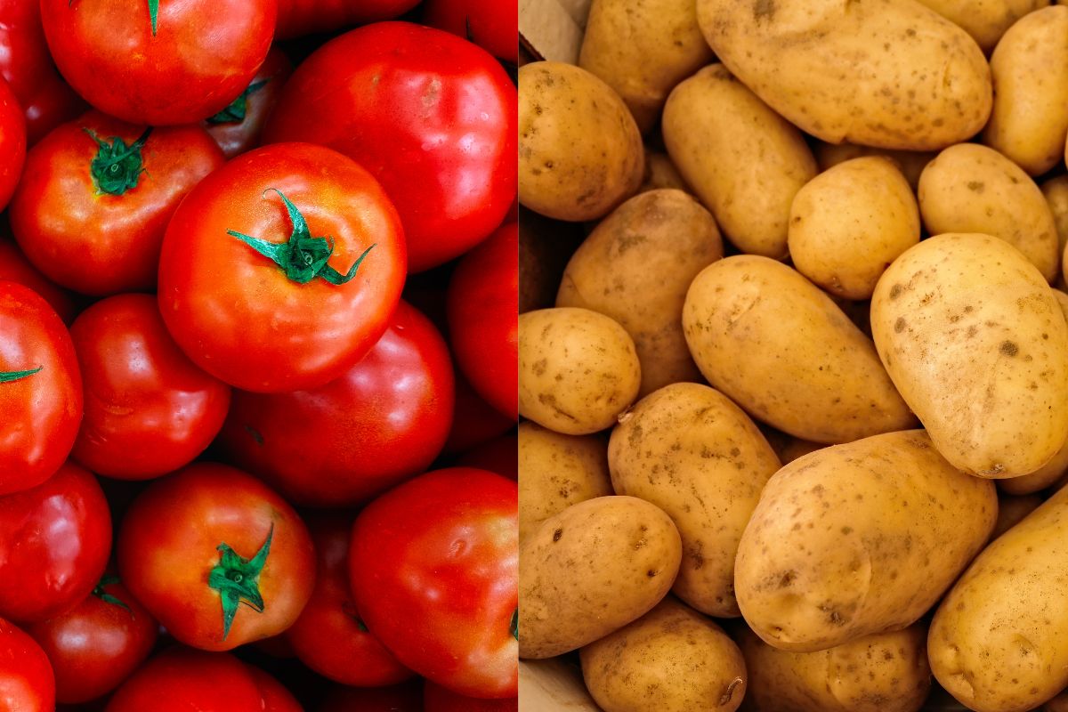 img - por que não plantar tomate e batata - reprodução: canva