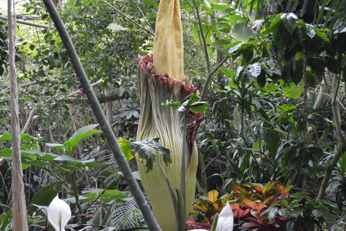 Amorphophallus titanum - Reprodução: Canva