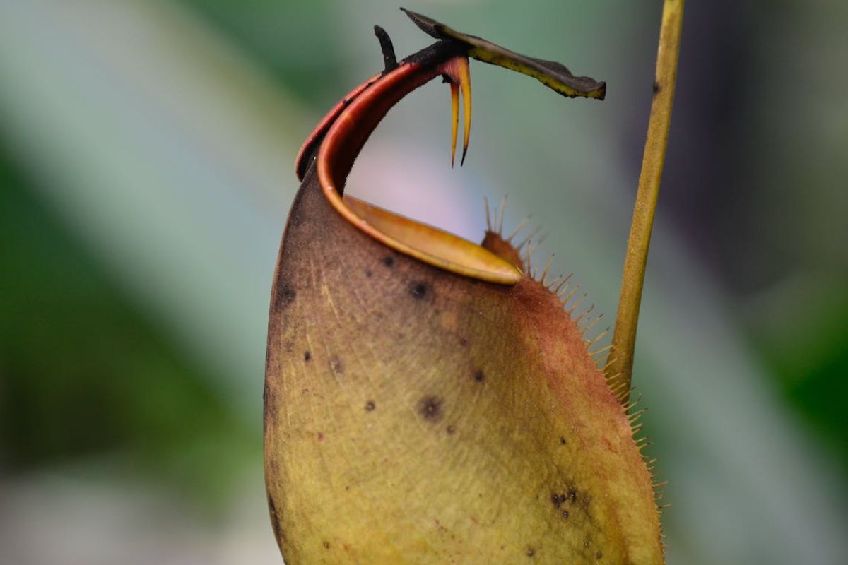 Attenborough 's Pitcher Plant/ Reprodução Pexels