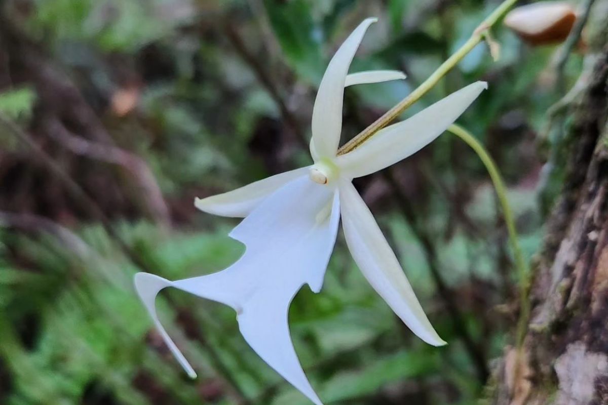 Dendrophylax lindenii - Reprodução / Instagram